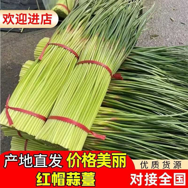 【热卖】河南红帽蒜苔蒜薹产地供应全国代发可视频看货