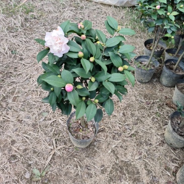 香妃茶花18杯盆栽浓香型精品茶花电商档口绿化的精品盆栽