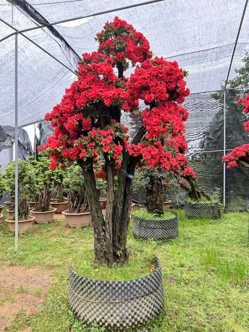 别墅精品货千年杜鹃老桩盆栽嫁接品种福建龙岩基地直销