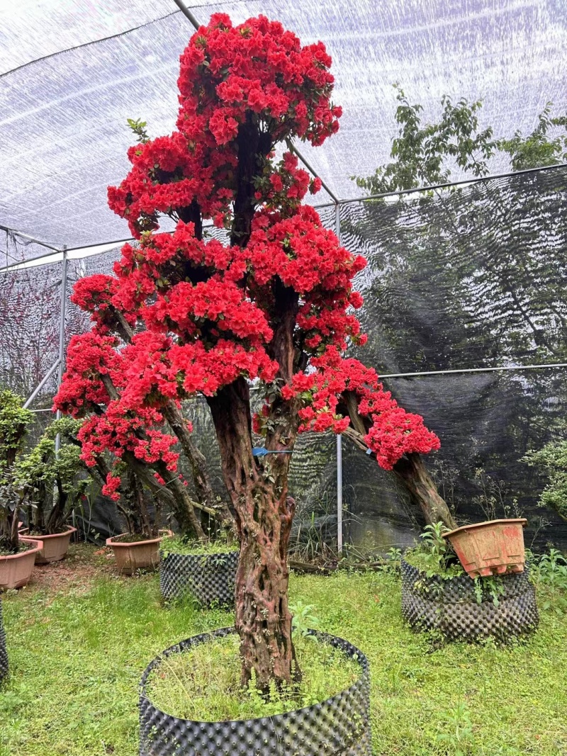 别墅精品货千年杜鹃老桩盆栽嫁接品种福建龙岩基地直销