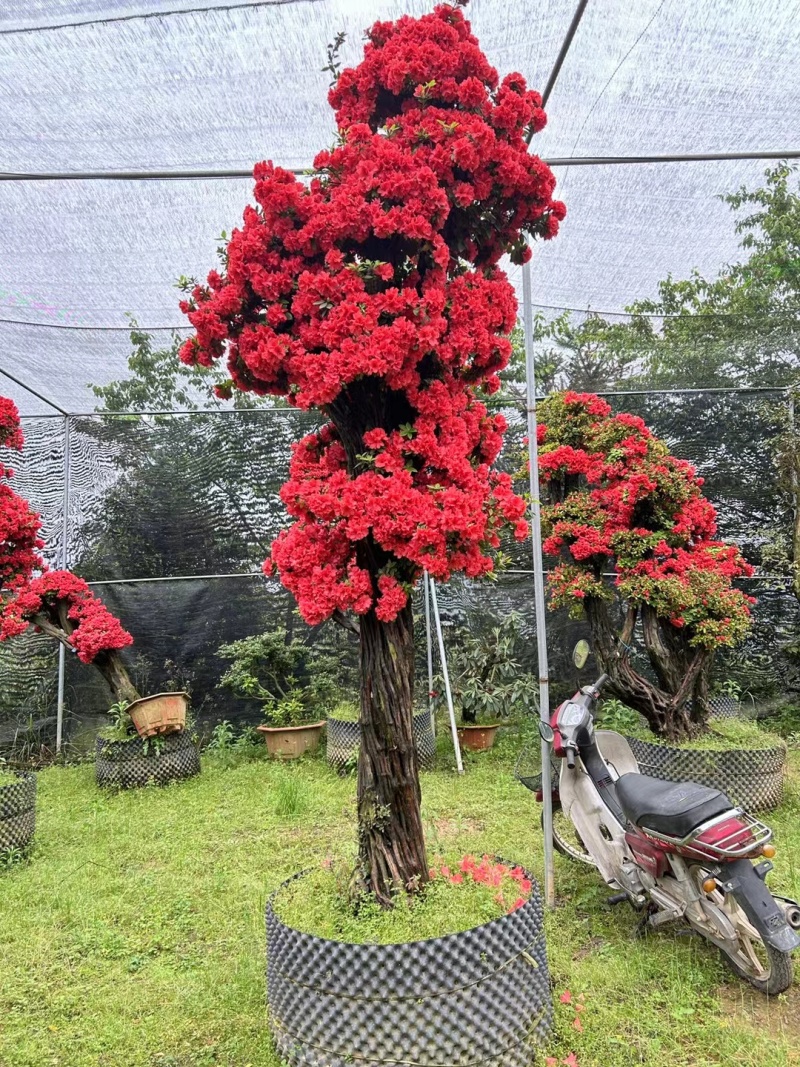 别墅精品货千年杜鹃老桩盆栽嫁接品种福建龙岩基地直销