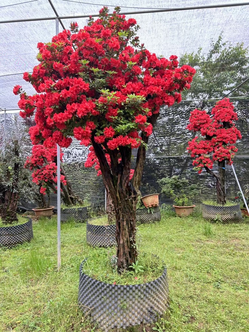 别墅精品货千年杜鹃老桩盆栽嫁接品种福建龙岩基地直销