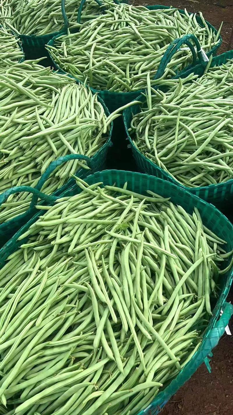 广西四季豆，条型好，质量好，产地直供，价格优惠多多欢迎