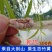 【野生竹黄】竹黄竹茧多竹花无硫竹黄多规格可选竹花包邮