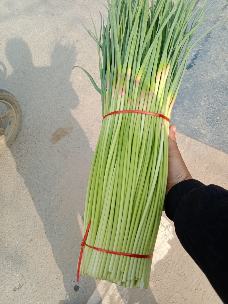 中牟早熟，小红帽蒜薹，小把精品，可分装。