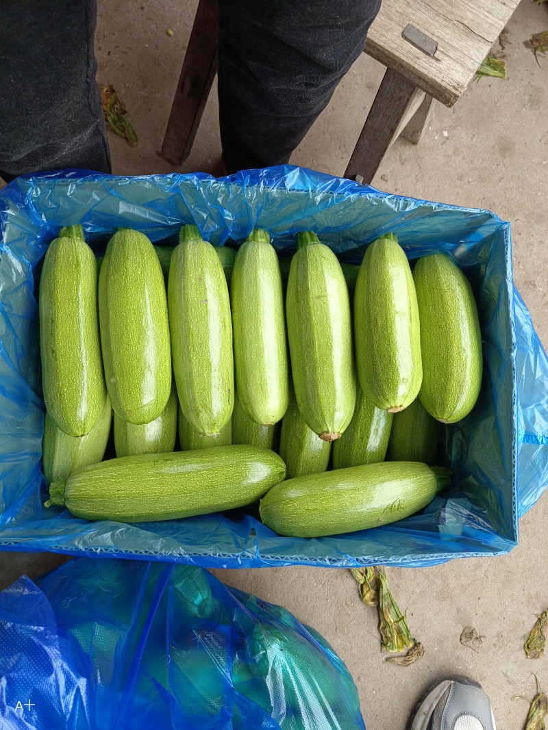 海门区蔬菜基地西葫芦，自产自销，没有中介费，上车费。