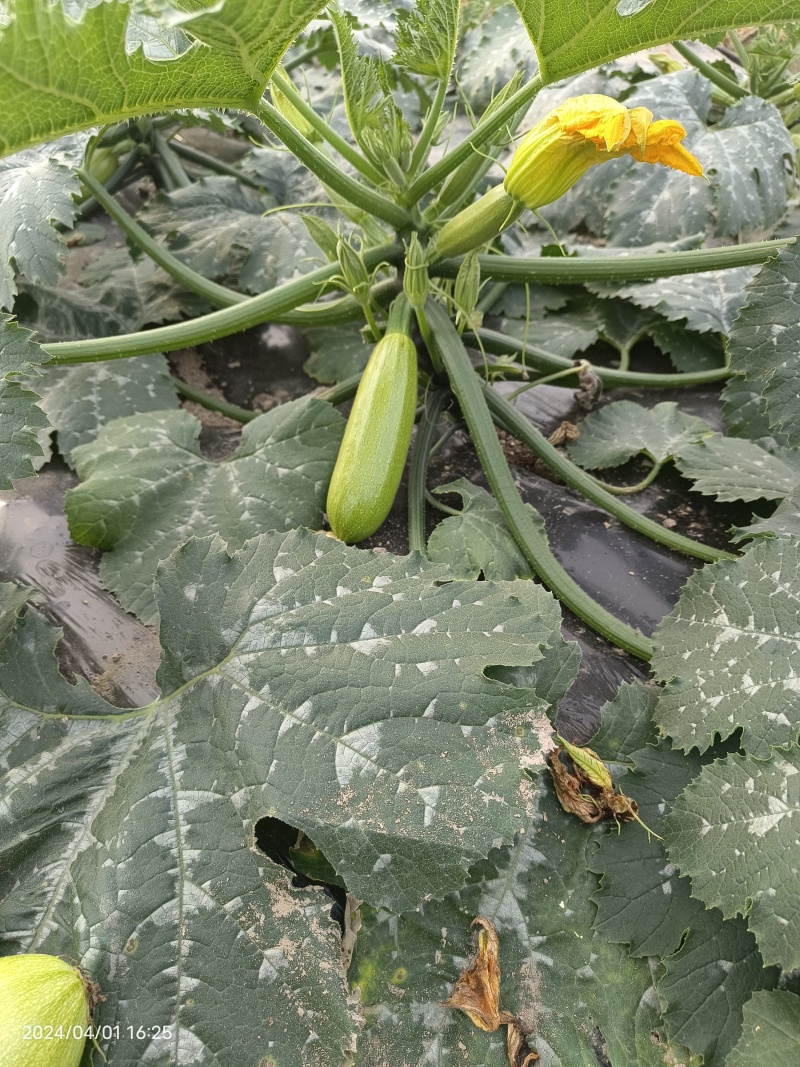 海门区蔬菜基地西葫芦，自产自销，没有中介费，上车费。