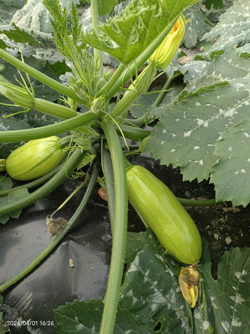 海门区蔬菜基地西葫芦，自产自销，没有中介费，上车费。