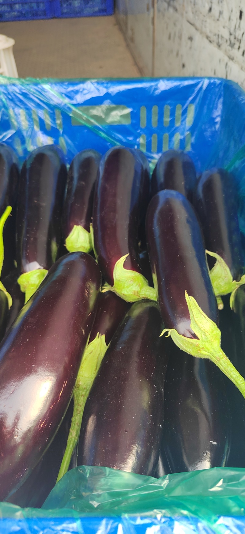 茄子长茄线茄品种齐全可以开发票，物流发货方便快捷！
