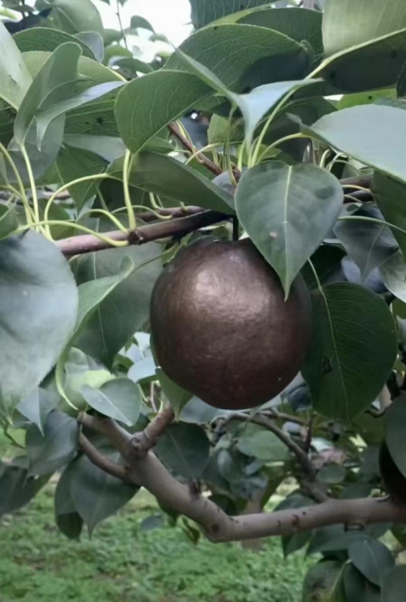 藏乌梨每年9月份到10月份成熟黑梨脆甜多汁化渣可口