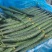 山东临沂黄瓜密刺黄瓜对接电商市场商超等各类客户