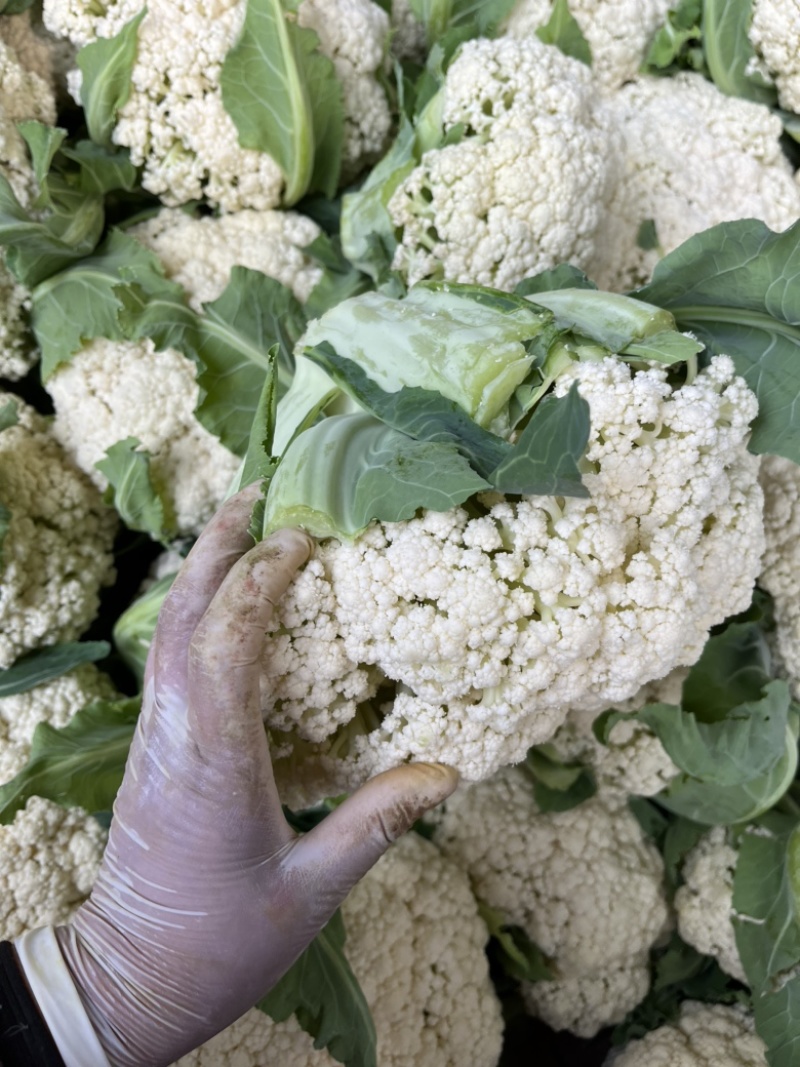 陕西省三原县精品有机散花白面青梗散花菜上市，松花菜