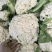 陕西省三原县精品有机散花白面青梗散花菜上市，松花菜