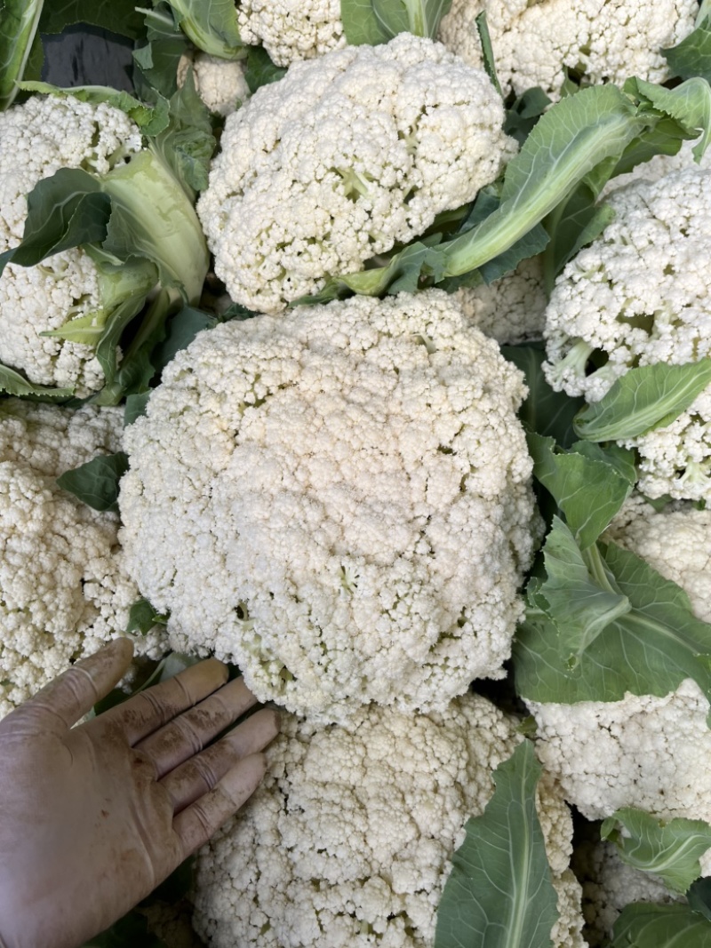 陕西省三原县精品有机散花白面青梗散花菜上市，松花菜