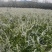 珍珠绣线菊喷雪花产地直发一手货源量大可优惠