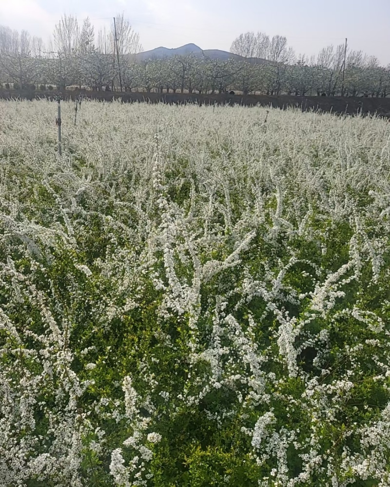 珍珠绣线菊喷雪花产地直发一手货源量大可优惠