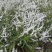 珍珠绣线菊喷雪花产地直发一手货源量大可优惠