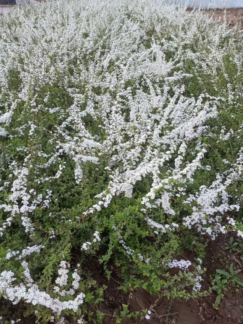珍珠绣线菊喷雪花产地直发一手货源量大可优惠