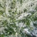 珍珠绣线菊喷雪花产地直发一手货源量大可优惠
