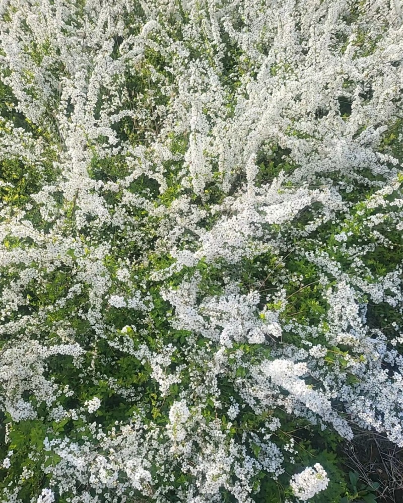 珍珠绣线菊喷雪花产地直发一手货源量大可优惠