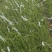 珍珠绣线菊喷雪花产地直发一手货源量大可优惠