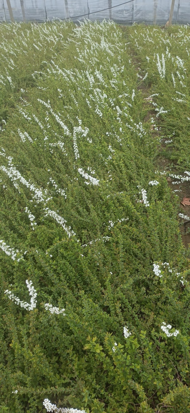 珍珠绣线菊喷雪花产地直发一手货源量大可优惠