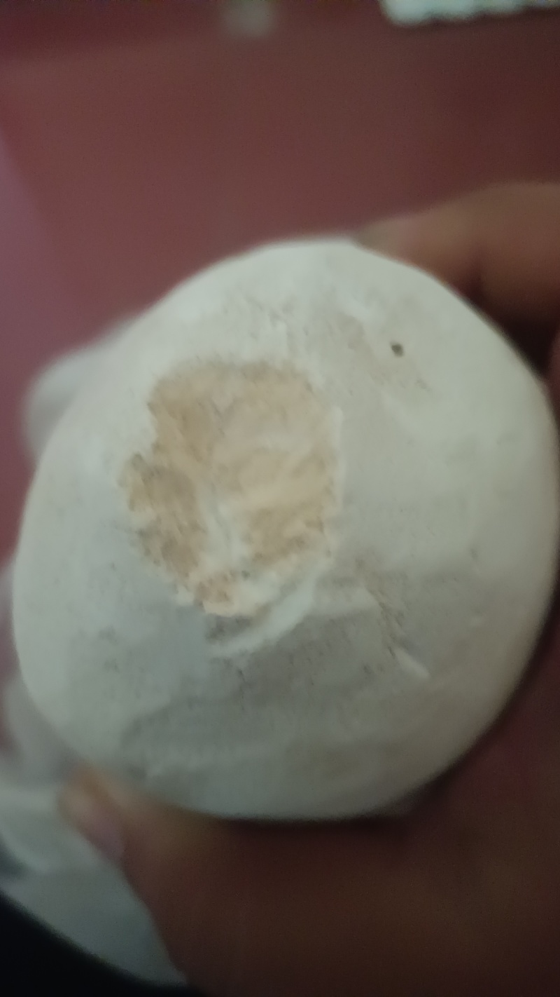 狗宝