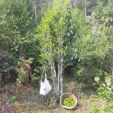 单珠古树茶