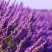薰衣草多年生耐寒薰衣草死苗补发欢迎实地看货