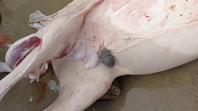 带皮驴肉