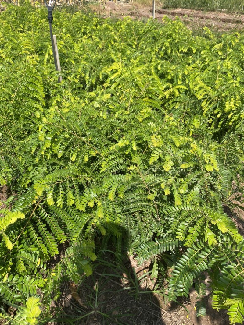 余甘子苗甜橄榄苗袋装嫁接苗地径0.8以上甜橄榄柿饼甜橄榄