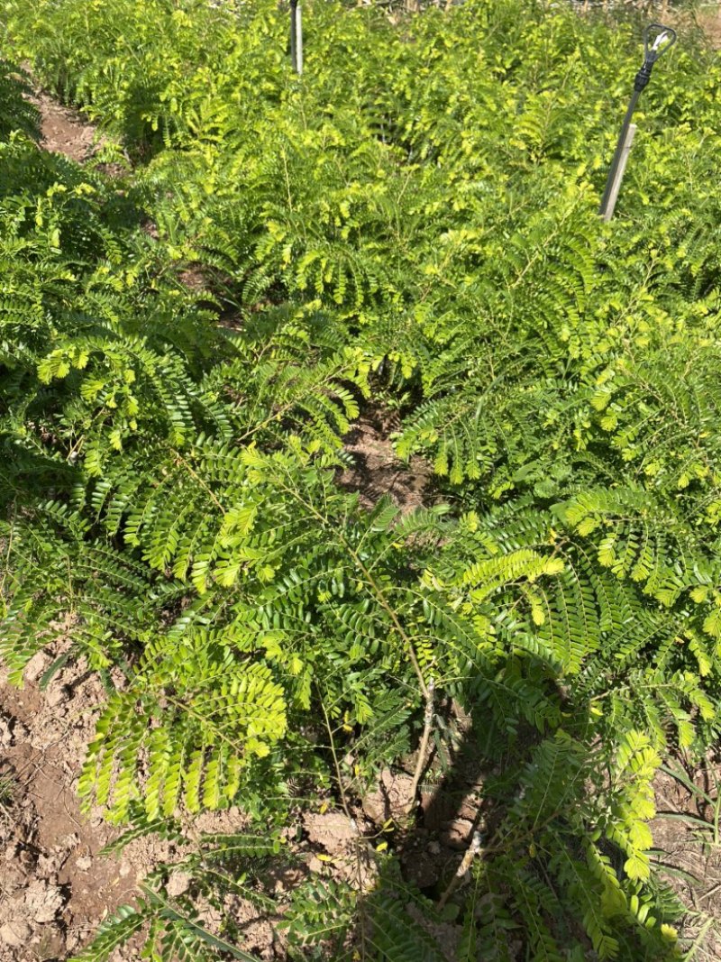 余甘子苗甜橄榄苗袋装嫁接苗地径0.8以上甜橄榄柿饼甜橄榄