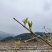 藤茶霉茶自家种植茶农
