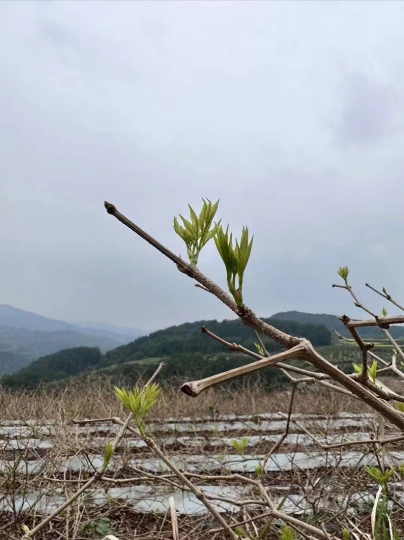 藤茶霉茶自家种植茶农