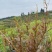 藤茶霉茶自家种植茶农