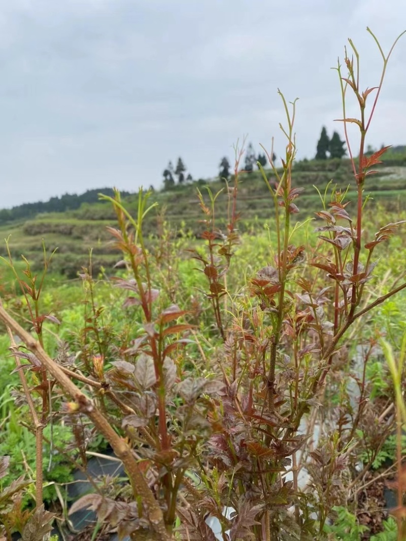 藤茶霉茶自家种植茶农