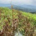 藤茶霉茶自家种植茶农