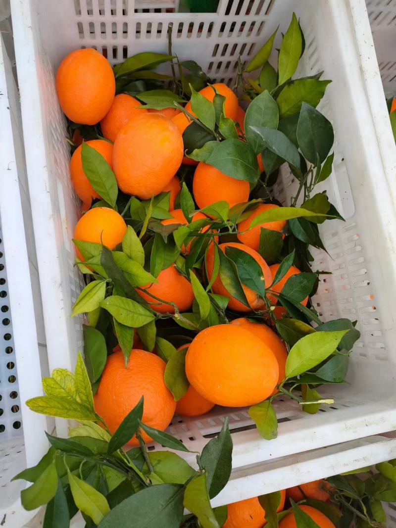 奉节脐橙（原树果）