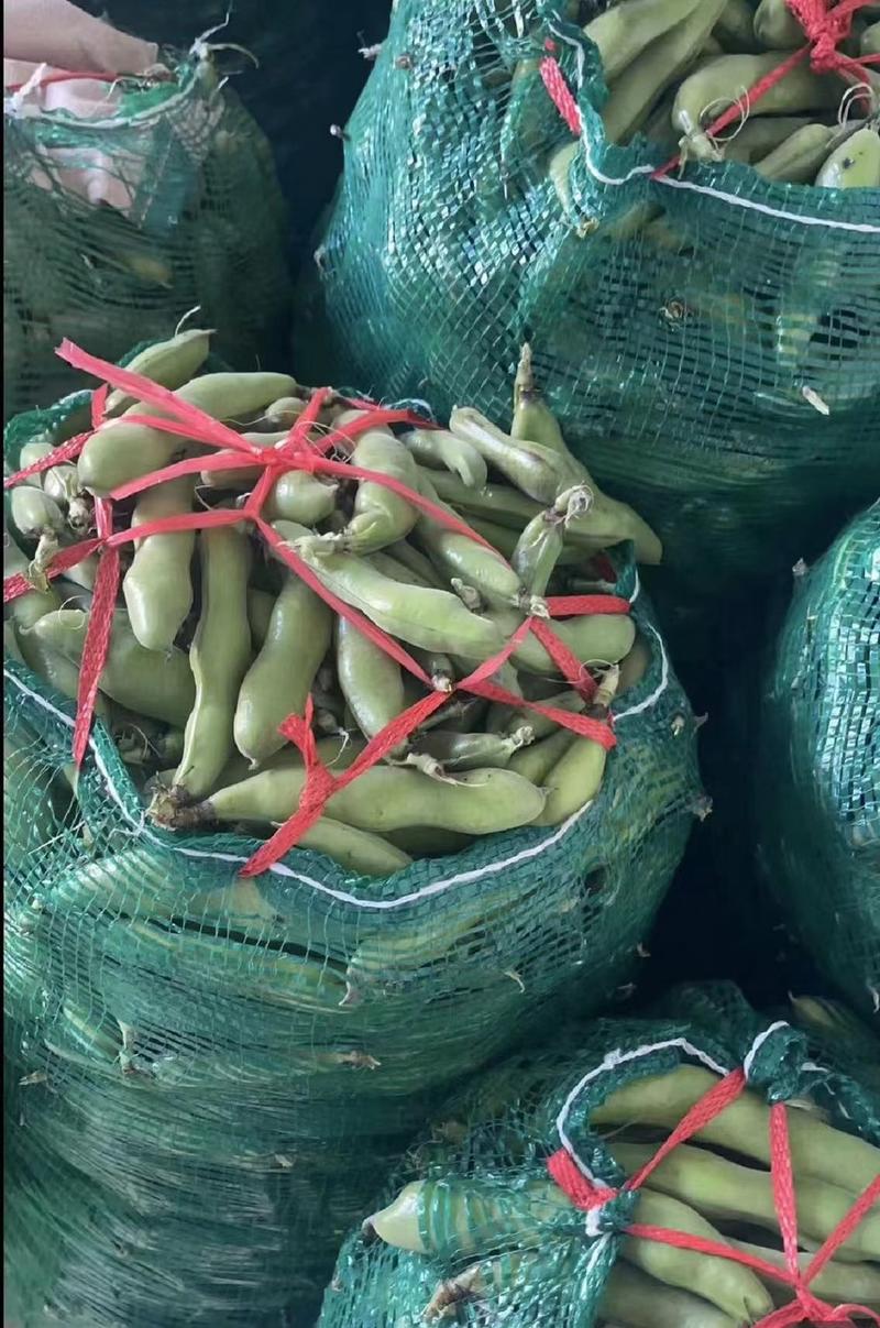 精品江苏蚕豆大量上市，产地直发，量大从优品质好