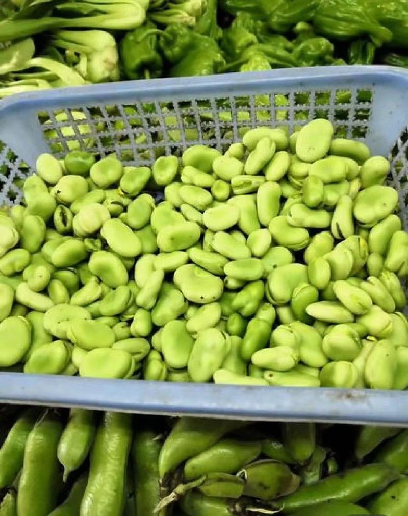 精品江苏蚕豆大量上市，产地直发，量大从优品质好