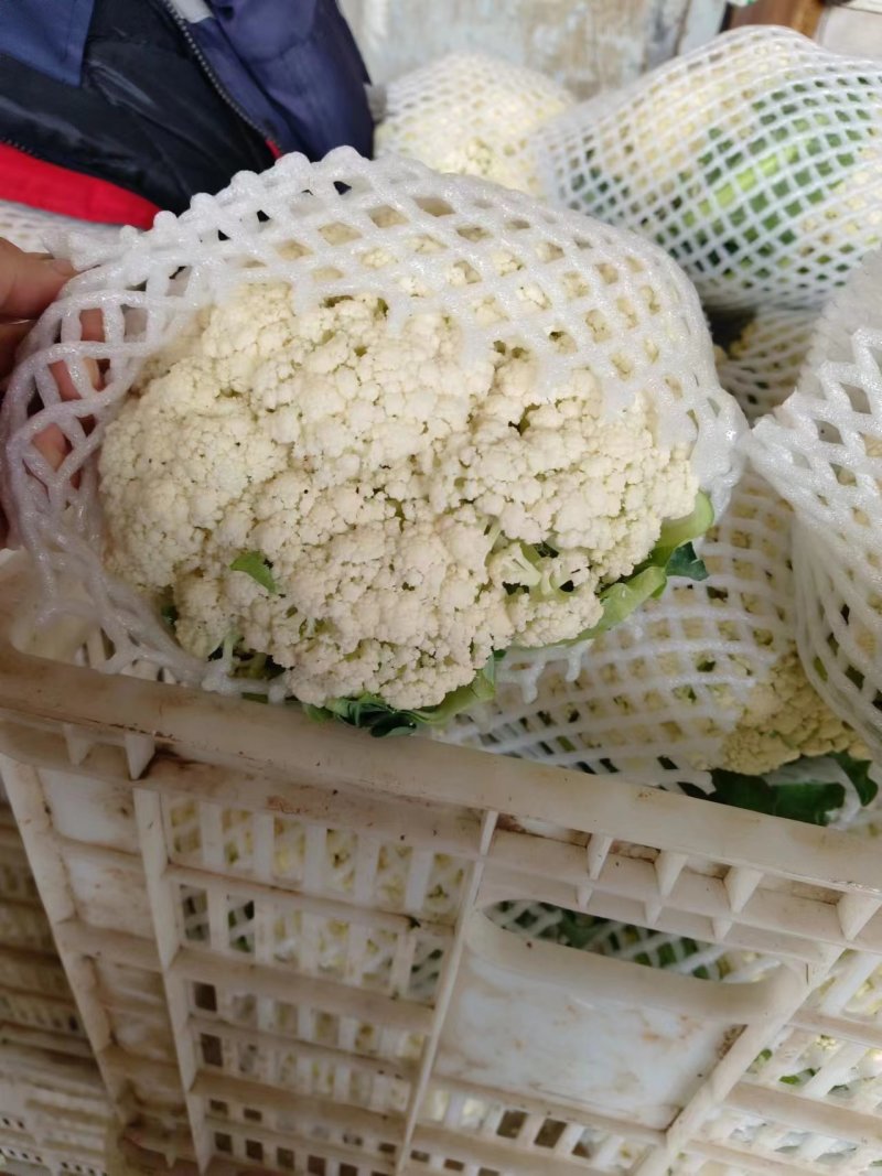 河北万亩产地直供菜花保质保量，货源充足，欢迎咨询