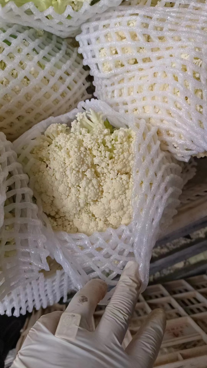 河北万亩产地直供菜花保质保量，货源充足，欢迎咨询