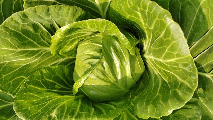 圆包菜的外观展示