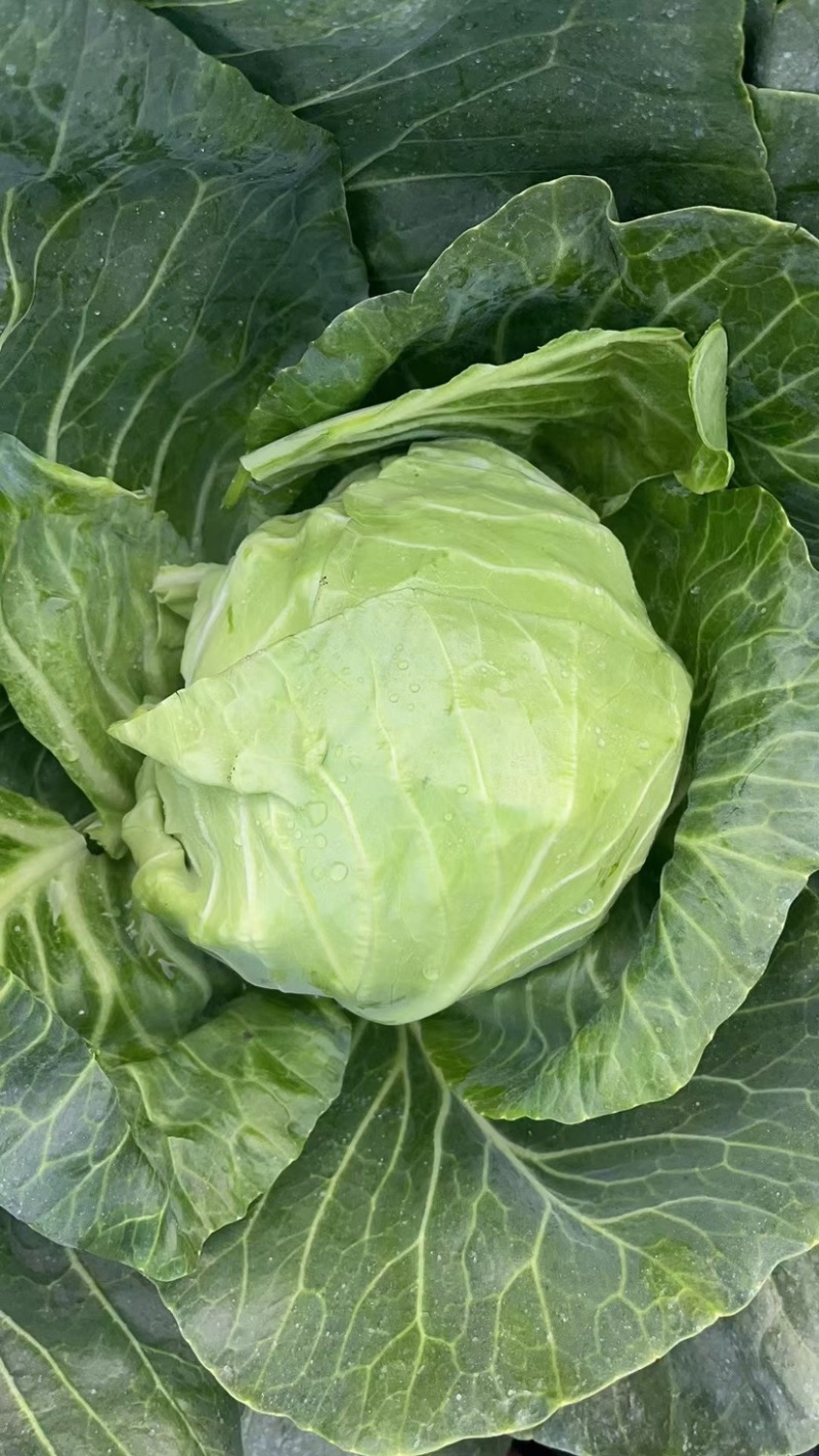 甘蓝，圆包菜精品手感菜对接电商平台各大市场！