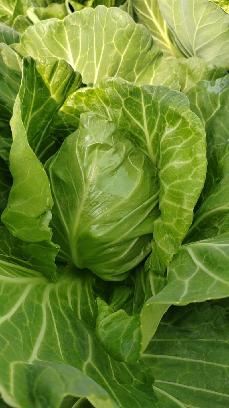 甘蓝，圆包菜精品手感菜对接电商平台各大市场！