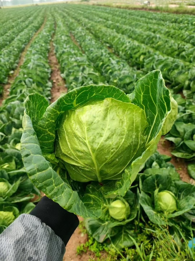 甘蓝，圆包菜精品手感菜对接电商平台各大市场！