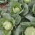 甘蓝，圆包菜精品手感菜对接电商平台各大市场！