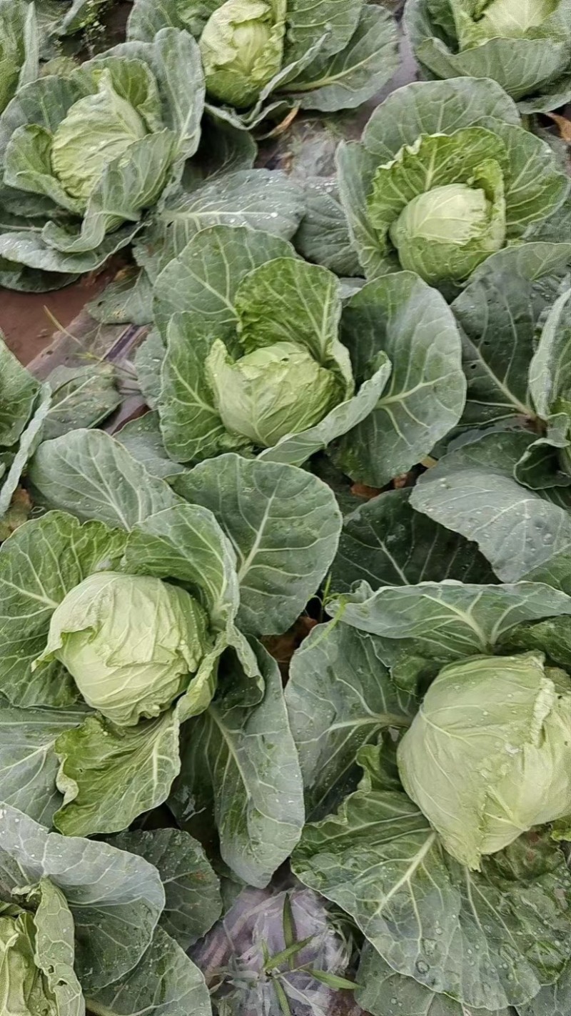 甘蓝，圆包菜精品手感菜对接电商平台各大市场！