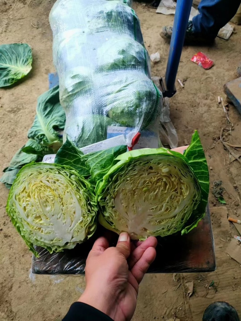 甘蓝，圆包菜精品手感菜对接电商平台各大市场！