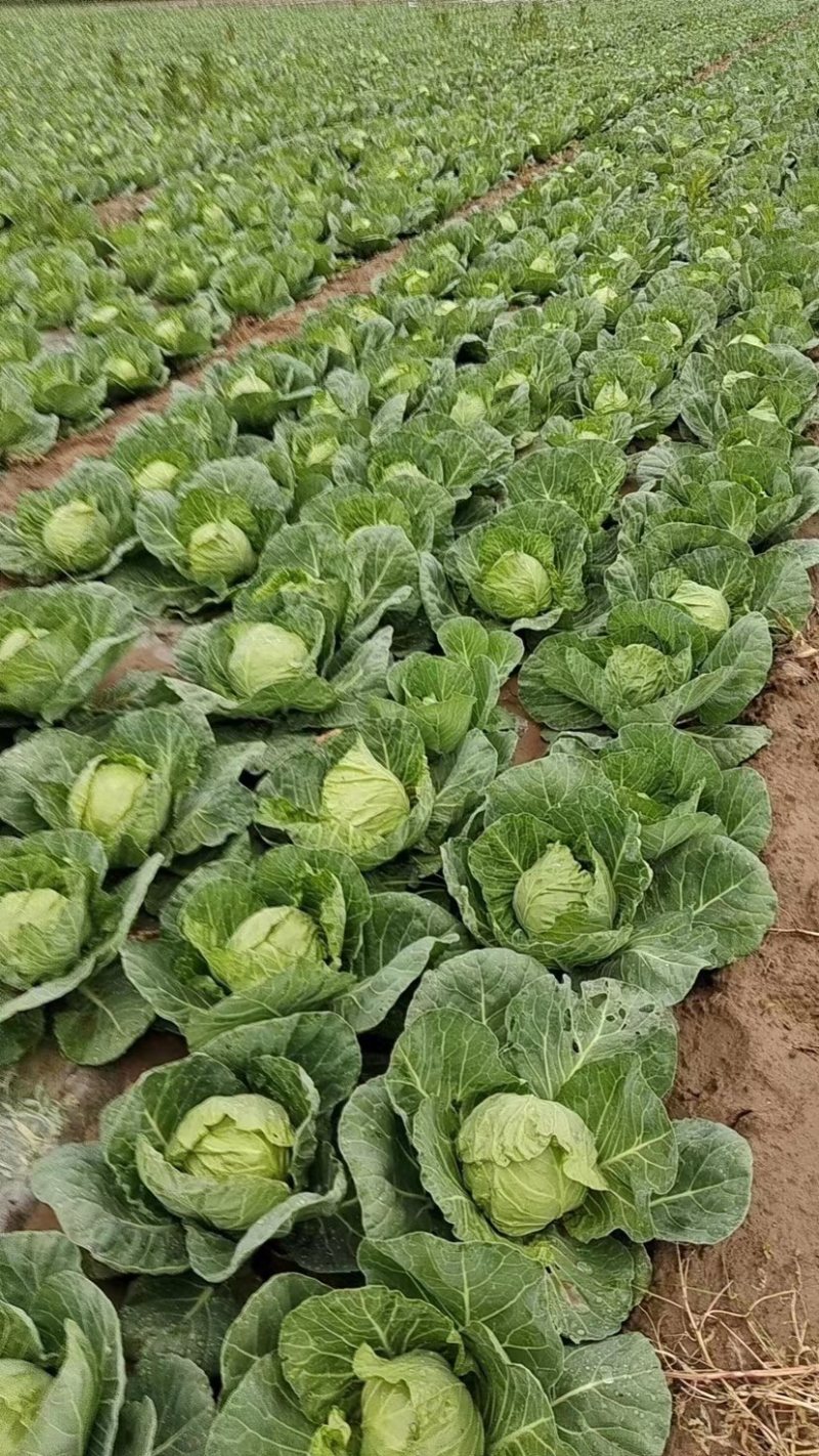 甘蓝，圆包菜精品手感菜对接电商平台各大市场！